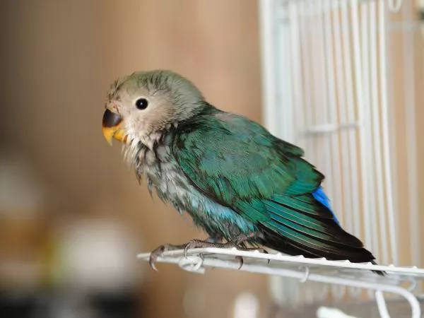 愛鳥さんの写真