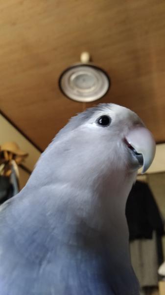 愛鳥さんの写真