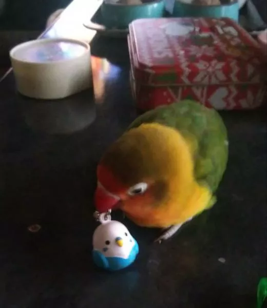 愛鳥さんの写真