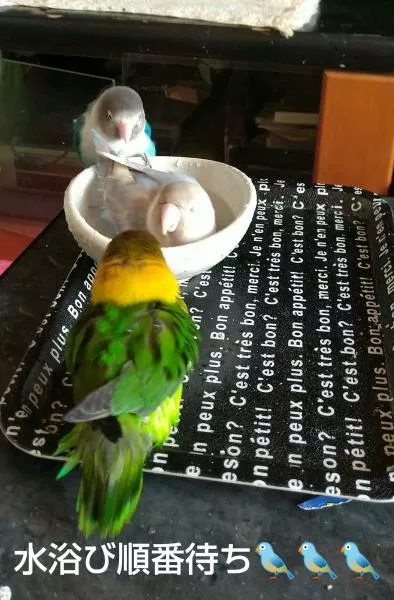 愛鳥さんの写真