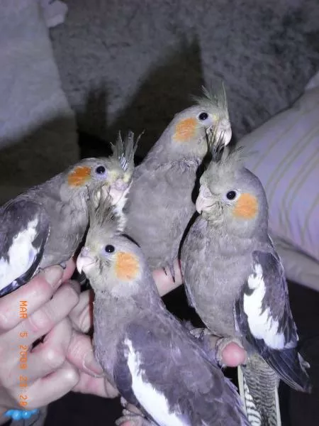 愛鳥さんの写真