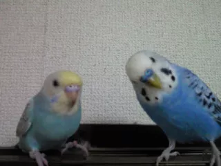 愛鳥さんの写真