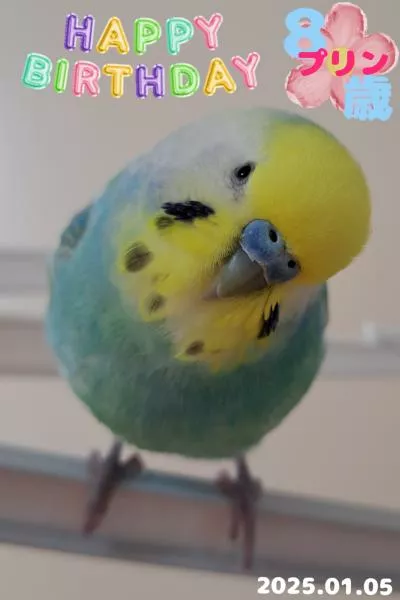 愛鳥さんの写真