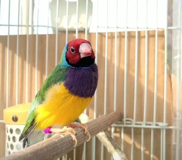 愛鳥さんの写真