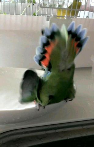 愛鳥さんの写真