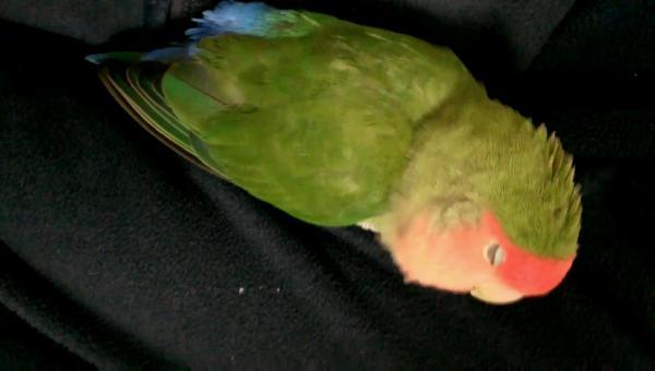 愛鳥さんの写真