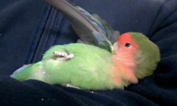 愛鳥さんの写真