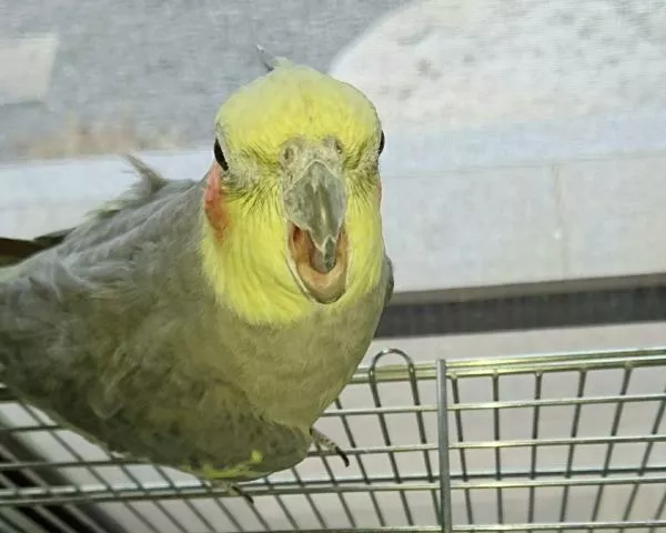 愛鳥さんの写真