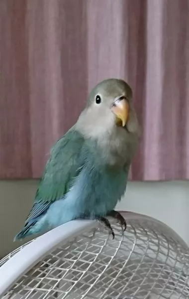 愛鳥さんの写真
