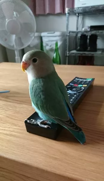 愛鳥さんの写真