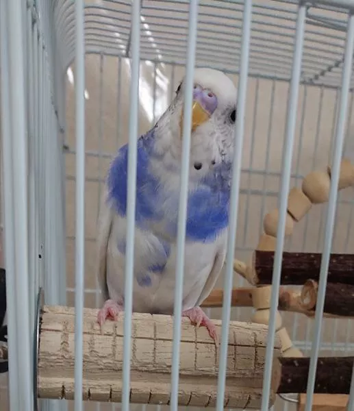 愛鳥さんの写真