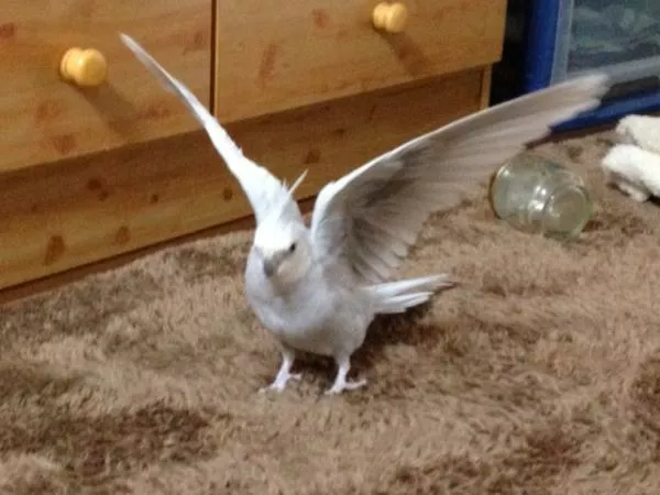 愛鳥さんの写真