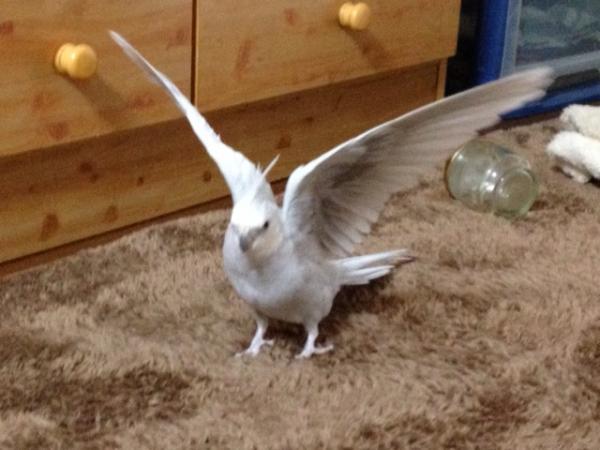 愛鳥さんの写真