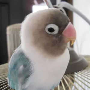 愛鳥さんの写真