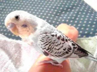 愛鳥さんの写真