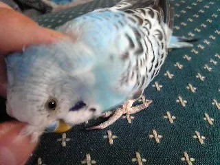 愛鳥さんの写真