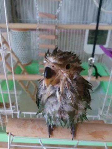 愛鳥さんの写真