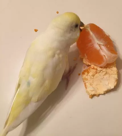 愛鳥さんの写真