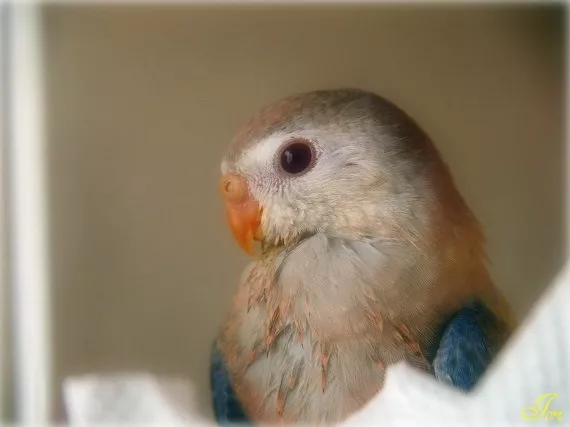 愛鳥さんの写真