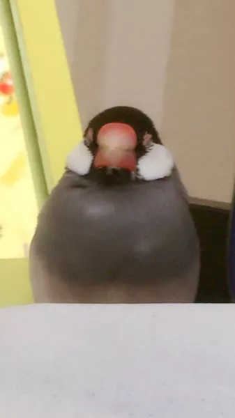 愛鳥さんの写真