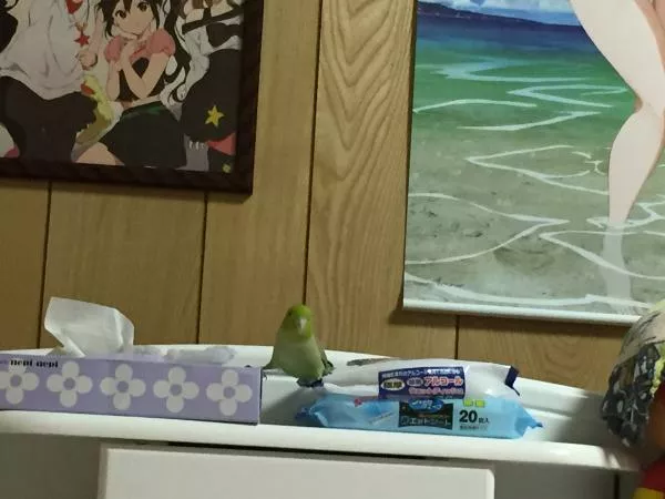 愛鳥さんの写真