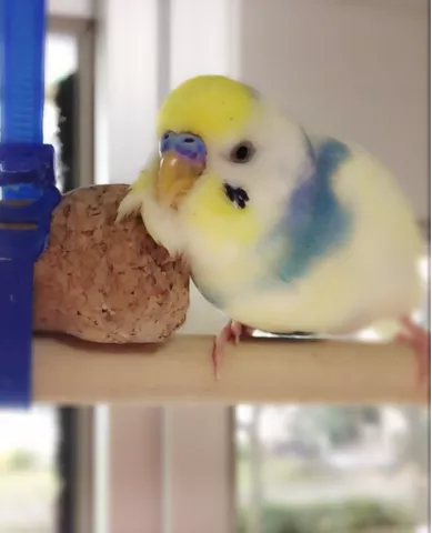 愛鳥さんの写真