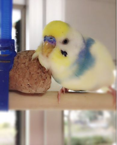 愛鳥さんの写真