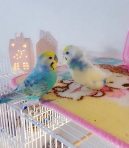 愛鳥さんの写真