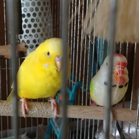 愛鳥さんの写真