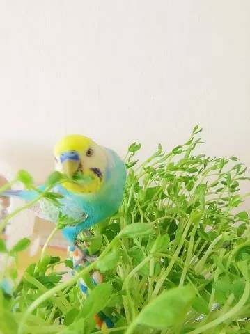 愛鳥さんの写真