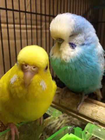 愛鳥さんの写真