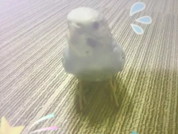 愛鳥さんの写真