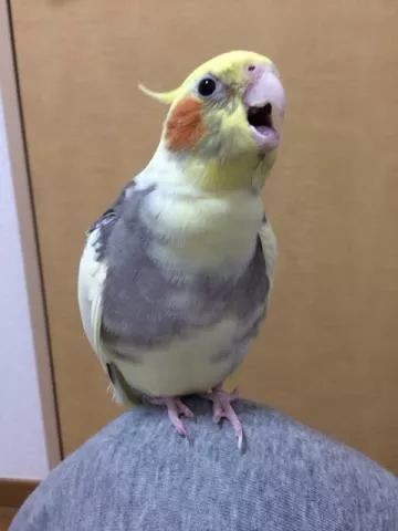 愛鳥さんの写真