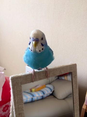 愛鳥さんの写真