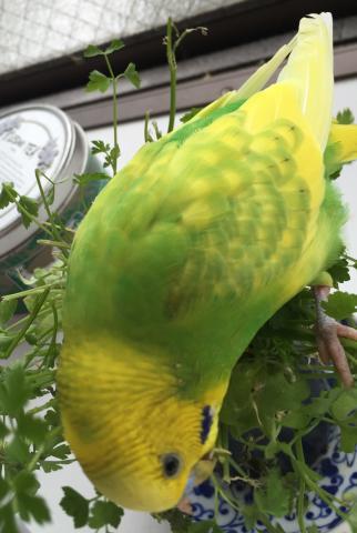 愛鳥さんの写真