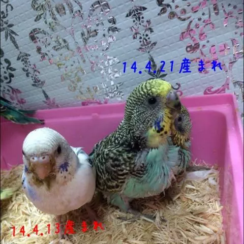 愛鳥さんの写真