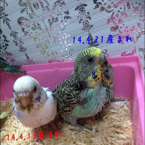 愛鳥さんの写真