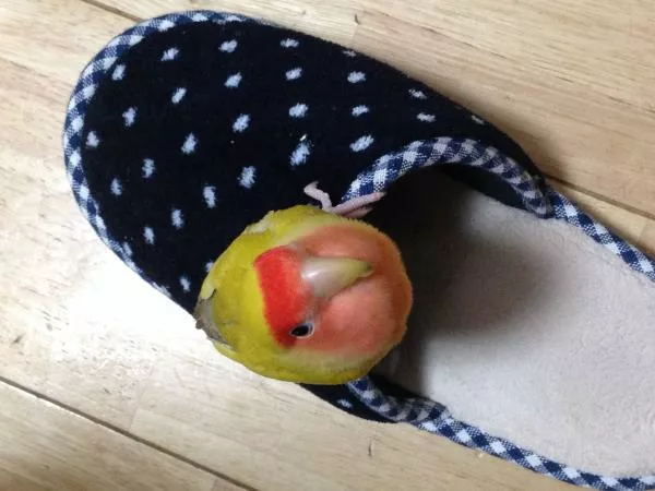 愛鳥さんの写真