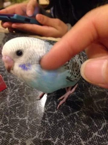 愛鳥さんの写真