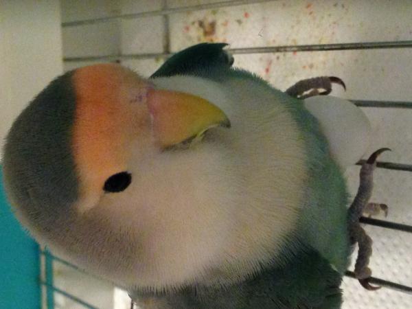 愛鳥さんの写真