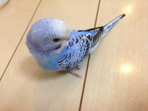 愛鳥さんの写真