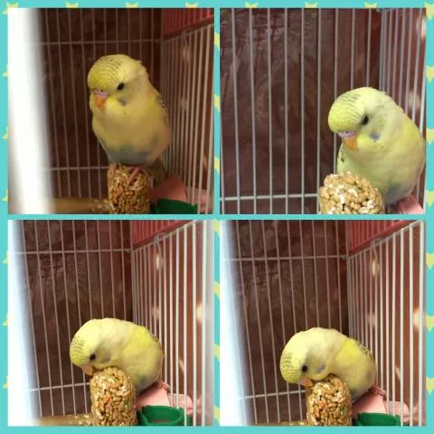 愛鳥さんの写真