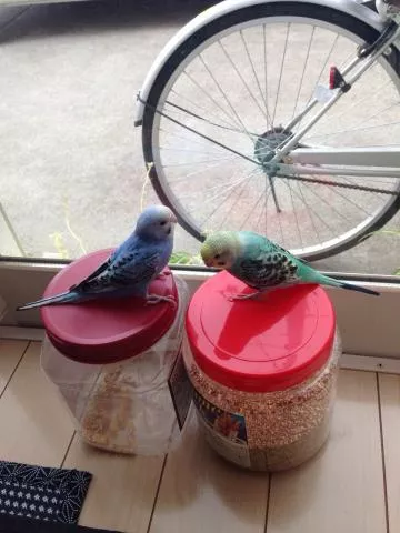 愛鳥さんの写真