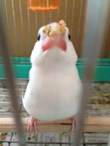 愛鳥さんの写真