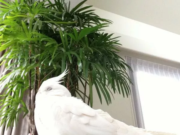 愛鳥さんの写真