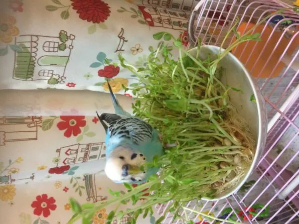 愛鳥さんの写真