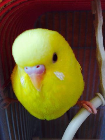 愛鳥さんの写真