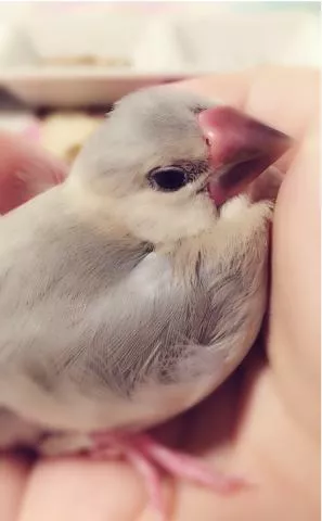 愛鳥さんの写真