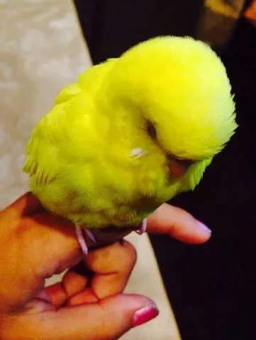 愛鳥さんの写真