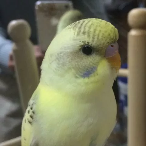 愛鳥さんの写真